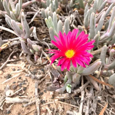 Cozy Boho House In דירה *