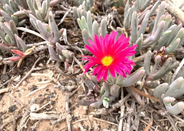 Cozy Boho House In Apartament *